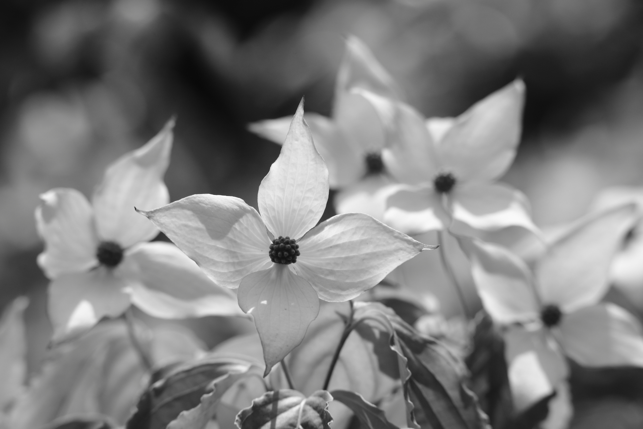 2019 06 02 HTP 50420ebw